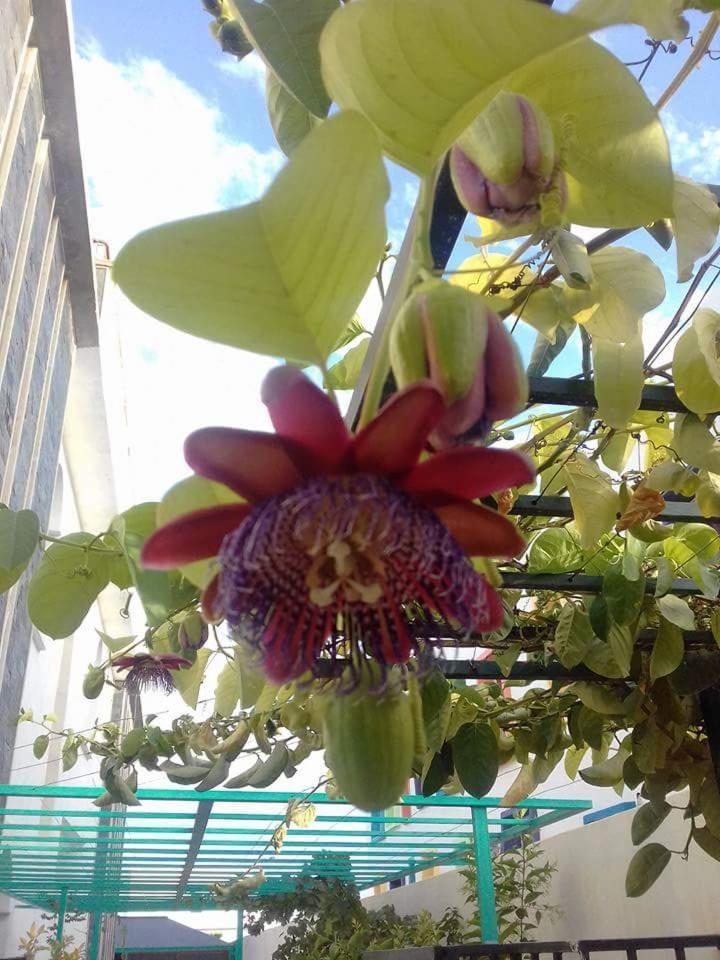 Riad Passiflora Fez Szoba fotó